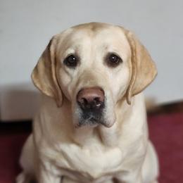 Peony - Labrador Retriever