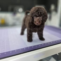 Twix - Brown female Poodle puppy in Parker, Colorado from Pawsh K9’s