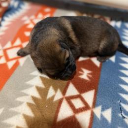 German Shepherd Puppies from Smithcoshepherds