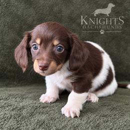Daisy 3,800 - Chocolate and cream female Dachshund puppy in Brandon, Florida from Knights Dachshunds