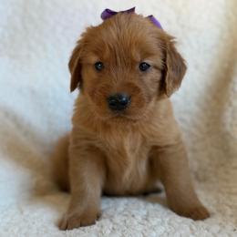 Cinnamon - Girl - Dark golden female Golden Retriever puppy in La Verne, California from 4LoveofGoldens