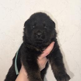 Sully - Black male German Shepherd puppy in Winterport, Maine from Vom Stevens Old Fashioned German Shepherds