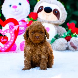 Penny - Red  female Poodle puppy in Fort Myers, Florida from Blossom Paws