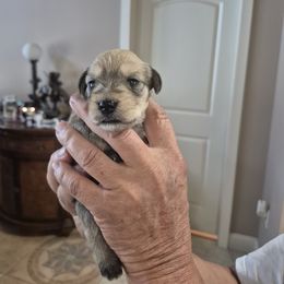 Miniature Schnauzer Puppies from Cowboy Schnauzers