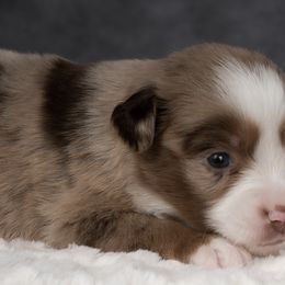 Toy Australian Shepherds from Toy Aussie Station