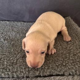 Rocky - Cream male Dachshund puppy in Nampa, Idaho from 208 Wiener Wiggle Butts LLC