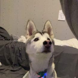 Pomsky and Siberian Husky All Grown Up from Hemlock Pines Pomsky