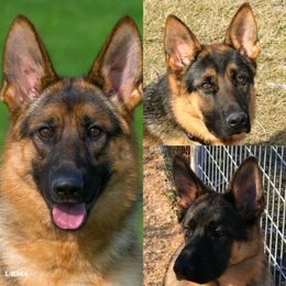 German Shepherds from von Wolfstal German Shepherds