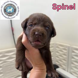 Spinel - Chocolate female Labrador Retriever puppy in Elloree, South Carolina from Moonlight Kennels LLC