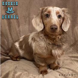 Camo - Dachshund