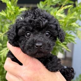 Beauty - Black female Poodle puppy in Tucson, Arizona from Adored Poodle & Doodles