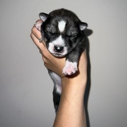 Siberian Husky Puppies from SoFlo Siberians