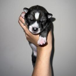 Siberian Husky Puppies from SoFlo Siberians