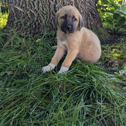 Girl 5- Pink - Fawn female Anatolian Shepherd Dog puppy in Cleveland, Minnesota from Schmahl Family Farms