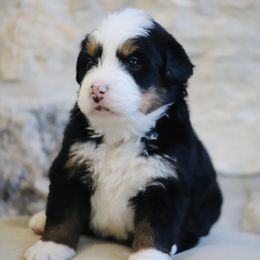 Chester XII - Tri-color male Bernese Mountain Dog puppy in Mount Pleasant, Utah from Bernese Mountain Dogs at Monte Vida Chalet