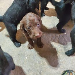 Double Doodles and Labradoodles from KC and Co Labradoodles