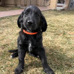 Orange - Black female Golden Aussiedoodle puppy in Chino Valley, Arizona from AZ Stickerdoodles