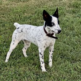 Speck  - Australian Cattle Dog