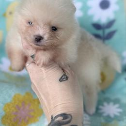 Honey Bee - Cream female Pomeranian puppy in Coleman, Oklahoma from Pretty Poms