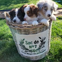 Miniature Australian Shepherd Puppies from AV Mini Aussies