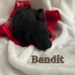 Bandit - Black male Poodle puppy in Dayton, Texas from Wolfe Island Poodles