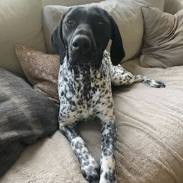 German Shorthaired Pointers from Manor Hollow