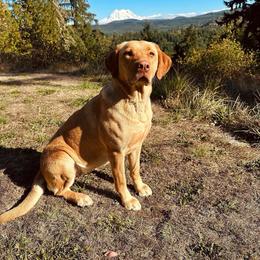 Reese - Labrador Retriever