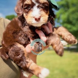 Apple - Tri-color female Bernedoodle puppy in Marion, Ohio from Doodles & Doxies