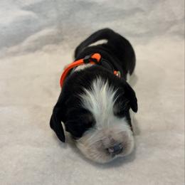Orange boy - Black white and tan male English Springer Spaniel puppy in Lincoln, Texas from LeeCo. Springers
