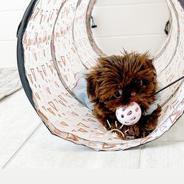 Shih Tzu Puppies from Arizona Sunrise Shih Tzus