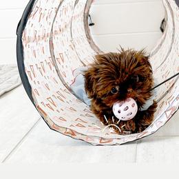 Shih Tzu Puppies from Arizona Sunrise Shih Tzus