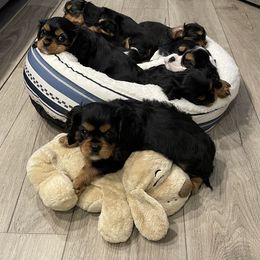 Cavalier King Charles Spaniel Puppies from Meant To Be Cavalier King Charles Spaniels