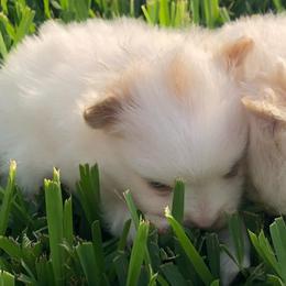 Girl 1 - White female Pomeranian puppy in San Antonio, Texas from San Antonio Pomeranian