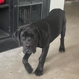 Violeta - Black female Cane Corso puppy in San Isidro, Texas from MTZCC Ranch, LLC