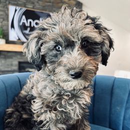 O A K S - Teddy Bear- G I R L - Merle female Yorkipoo puppy in Pleasant View, Utah from Anchor Dogs