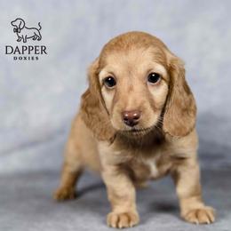 Dapper's Calculated Impact- Staccato - Cream female Dachshund puppy in Zephyrhills, Florida from Dapper Doxies