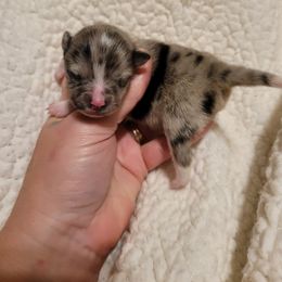 Pomeranian Puppies from Paradise Point Pomeranians