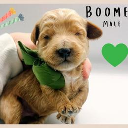 Boomer - Red  male Goldendoodle puppy in Hilton, New York from The House of Goldendoodle