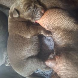 Girl 1 - Chocolate female Labrador Retriever puppy in Moodus, Connecticut from Brownstone Labradors