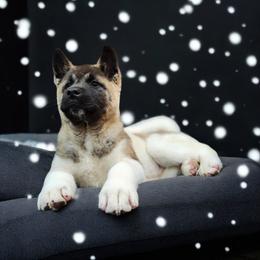 Akita Puppies from TLC Akitas