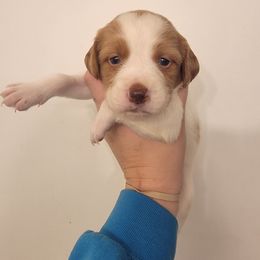 Male 4 - Orange and white male Brittany puppy in Rhoadesville, Virginia from HOMESCHOOLED BRITTANYS LLC