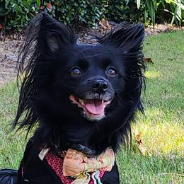 Pomeranians from Cristina Cammarota