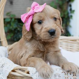 Sabine - Chocolate female Goldendoodle puppy in Yucaipa, California from Golden Padawan Puppies
