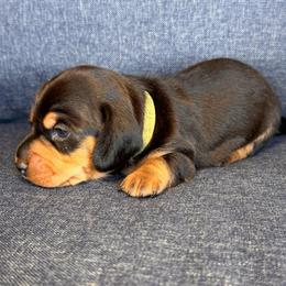 Duke-Green boy - Black and tan male Dachshund puppy in North Auburn, California from Northern Doxie