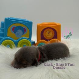 Boy 1 - male Dachshund puppy in Waseca, Minnesota from Dragonfly Doxies