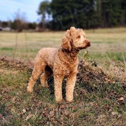 Muffin - Australian Labradoodle