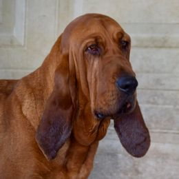 Dolly - Bloodhound