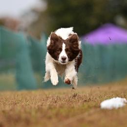 Rex - Border Collie