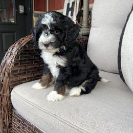 Aiden - Tri-color male Bernedoodle puppy in Holtwood, Pennsylvania from Country Ridge Puppies