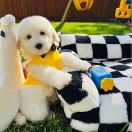SKIPPY - White male Maltipoo puppy in Sugar Land, Texas from Celebrity Maltipoos